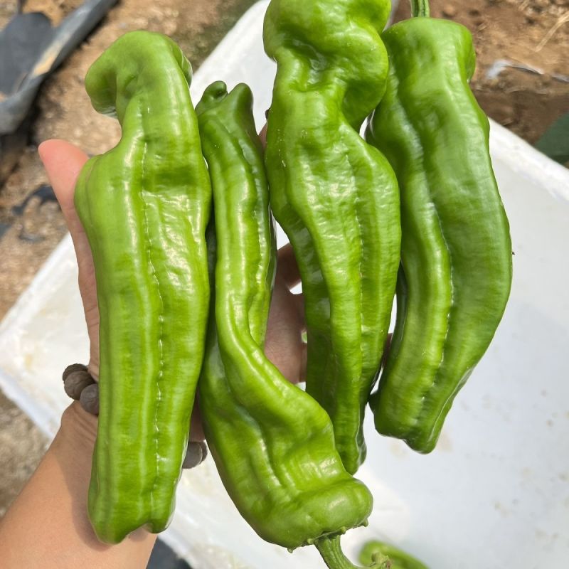 仰望8号薄皮泡椒种子早熟高产马嘴型青椒耐热寒中辣大果泡椒