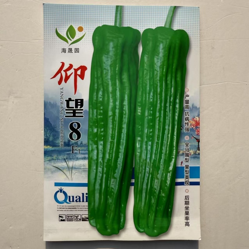 仰望8号薄皮泡椒种子早熟高产马嘴型青椒耐热寒中辣大果泡椒