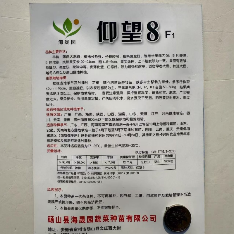 仰望8号薄皮泡椒种子早熟高产马嘴型青椒耐热寒中辣大果泡椒