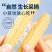 西双版纳傣族拇指小玉米软糯香甜电商微商一件代发
