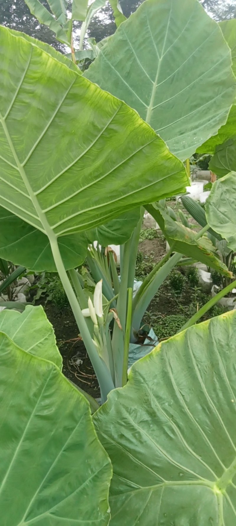 象耳芋高150专1业8种0植8自4产8自6销2量6大3从8优