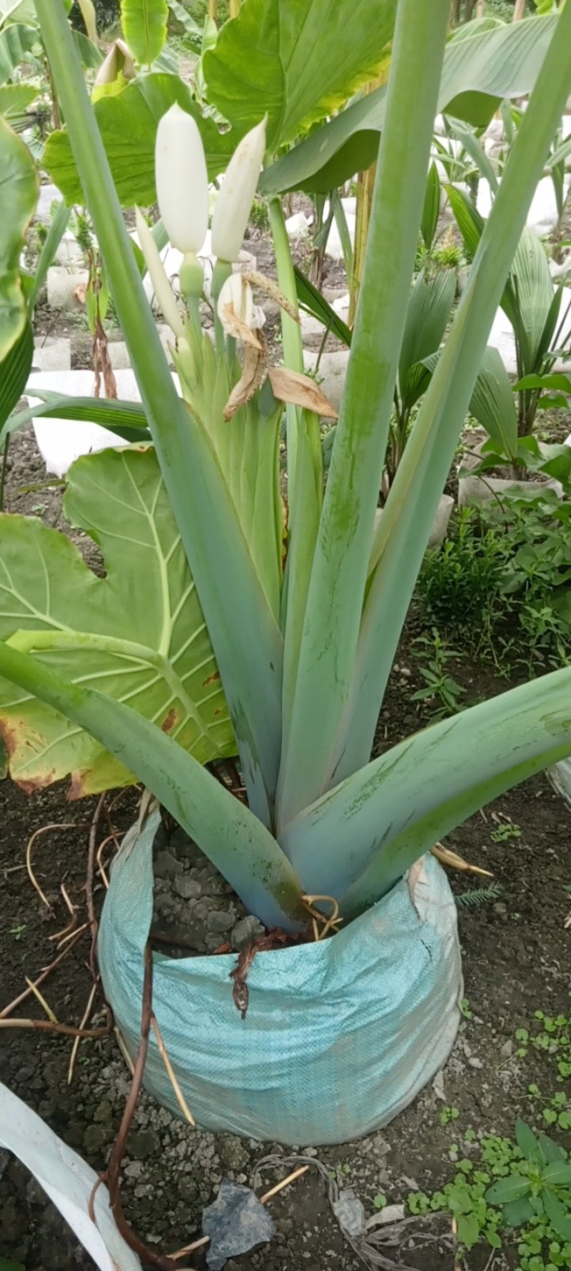 象耳芋高150专1业8种0植8自4产8自6销2量6大3从8优