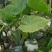 象耳芋高150专1业8种0植8自4产8自6销2量6大3从8优
