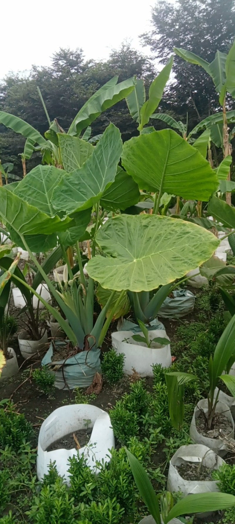 象耳芋高150专1业8种0植8自4产8自6销2量6大3从8优