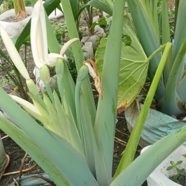 象耳芋高150专1业8种0植8自4产8自6销2量6大3从8优