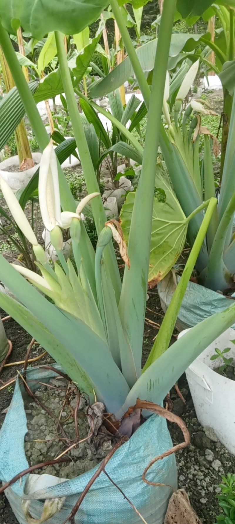 象耳芋高150专1业8种0植8自4产8自6销2量6大3从8优