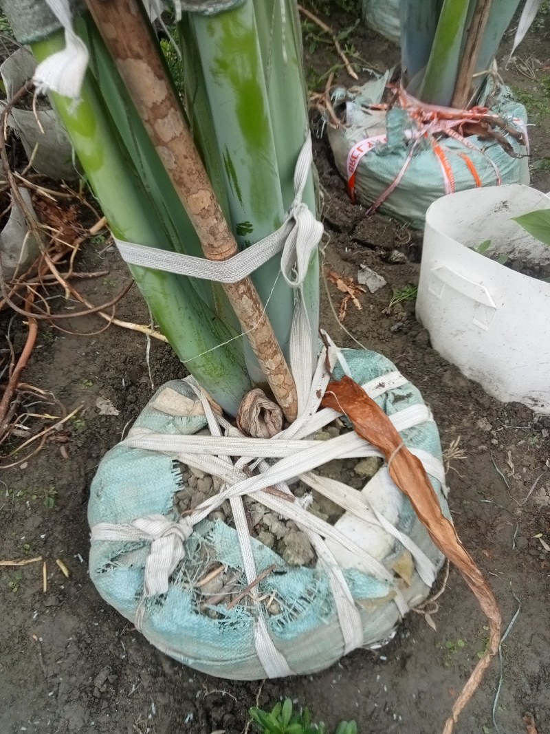 象耳芋高150专1业8种0植8自4产8自6销2量6大3从8优