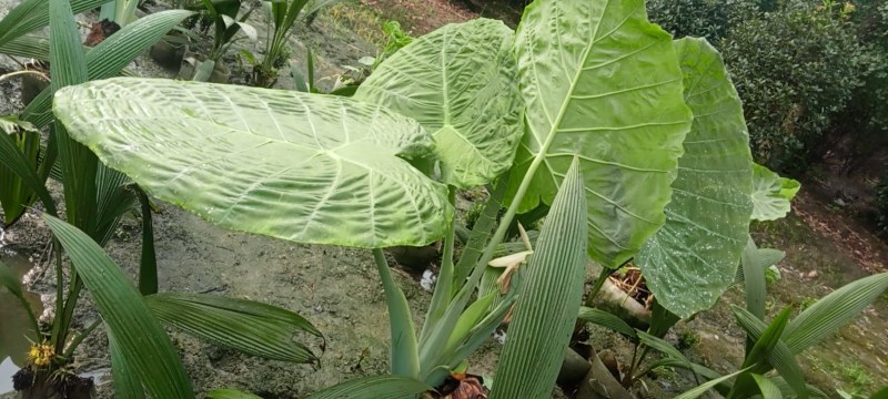 象耳芋高150专1业8种0植8自4产8自6销2量6大3从8优