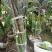 象耳芋高150专1业8种0植8自4产8自6销2量6大3从8优