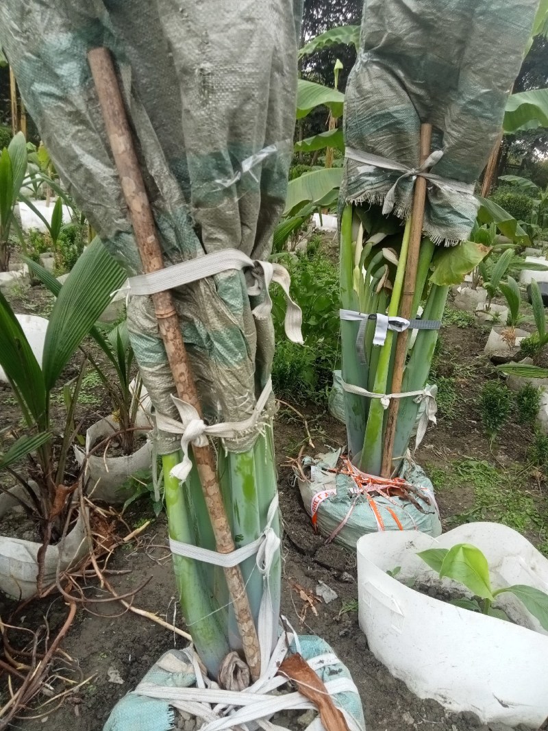 象耳芋高150专1业8种0植8自4产8自6销2量6大3从8优