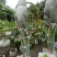 象耳芋高150专1业8种0植8自4产8自6销2量6大3从8优