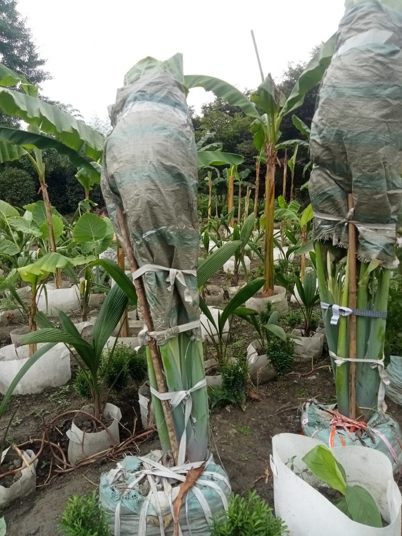 象耳芋高150专1业8种0植8自4产8自6销2量6大3从8优