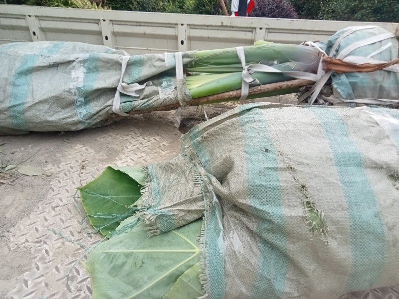 象耳芋高150专1业8种0植8自4产8自6销2量6大3从8优