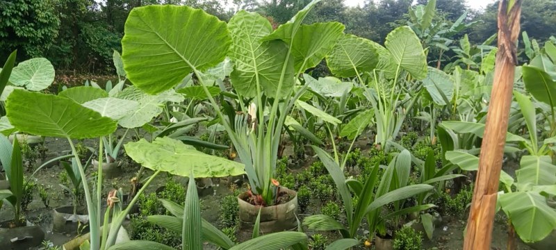 象耳芋高150专1业8种0植8自4产8自6销2量6大3从8优