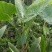 象耳芋高150专1业8种0植8自4产8自6销2量6大3从8优