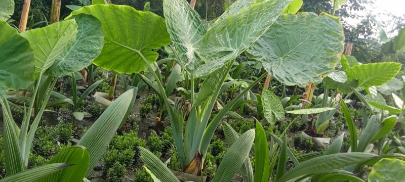 象耳芋高150专1业8种0植8自4产8自6销2量6大3从8优