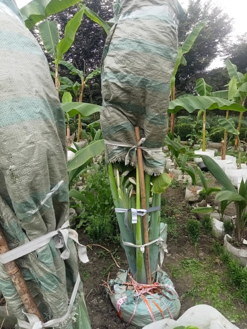 象耳芋高150专1业8种0植8自4产8自6销2量6大3从8优