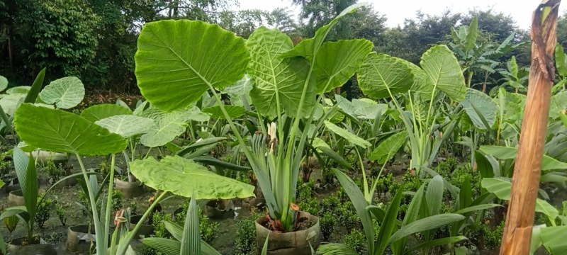 象耳芋高150专1业8种0植8自4产8自6销2量6大3从8优