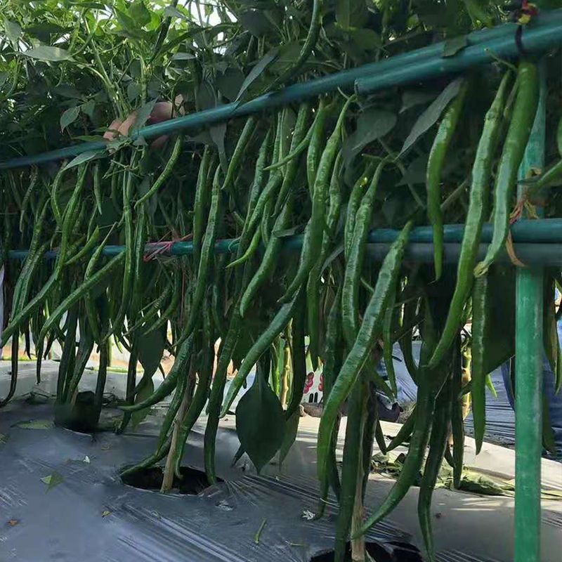 京艺1号早熟长果条椒辣椒种子高产抗病辣味中等春秋基地露天