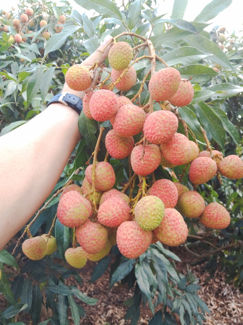 三月红，妃子笑，黑叶荔枝全国一件代发空运包邮太甜了