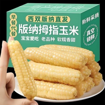 西双版纳傣族拇指小玉米软糯香甜电商微商一件代发