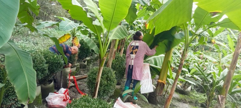 芭蕉树高专1业8种0植8自4产8自6销2现6货3还8有