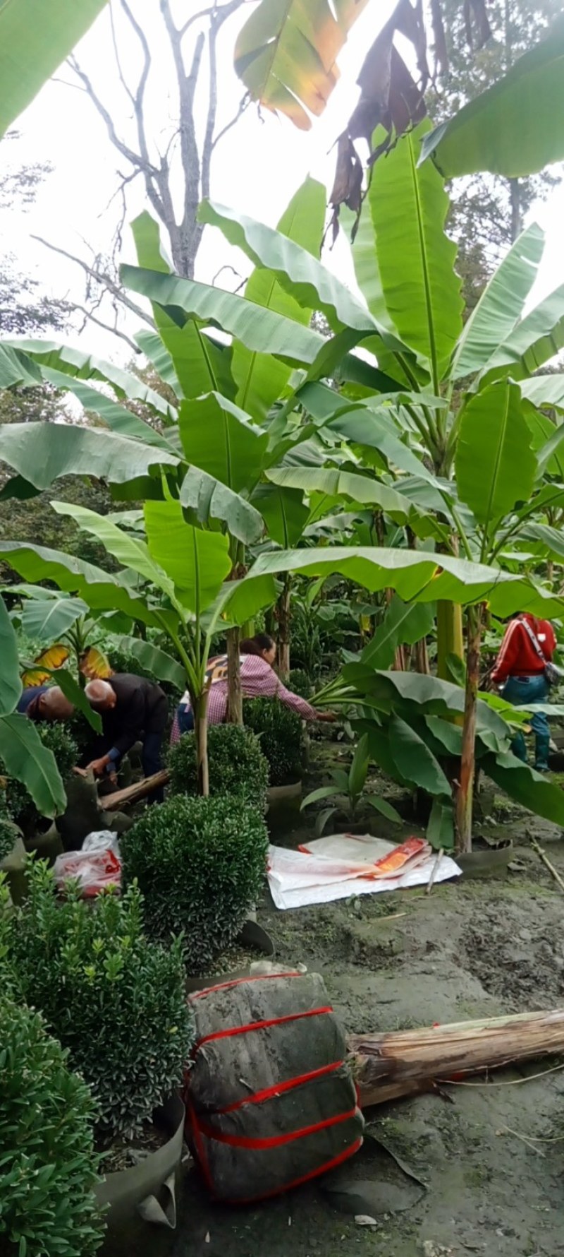 芭蕉树高专1业8种0植8自4产8自6销2现6货3还8有