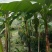芭蕉树高专1业8种0植8自4产8自6销2现6货3还8有