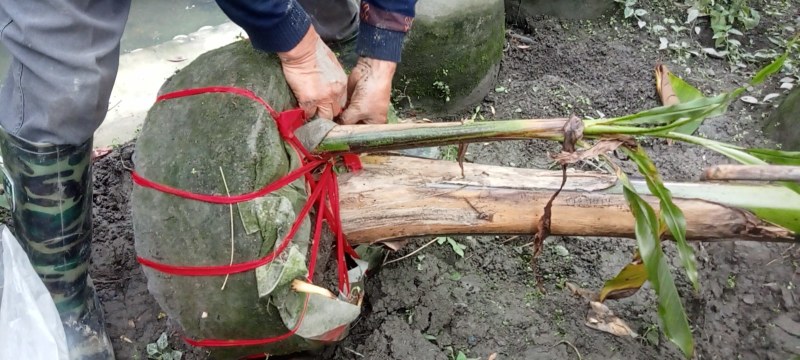 芭蕉树高专1业8种0植8自4产8自6销2现6货3还8有