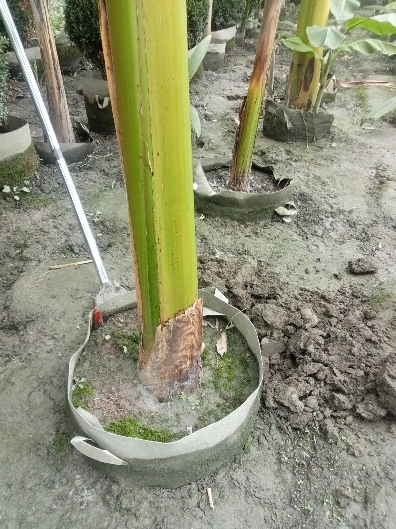 芭蕉树高专1业8种0植8自4产8自6销2现6货3还8有