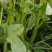大叶青菜