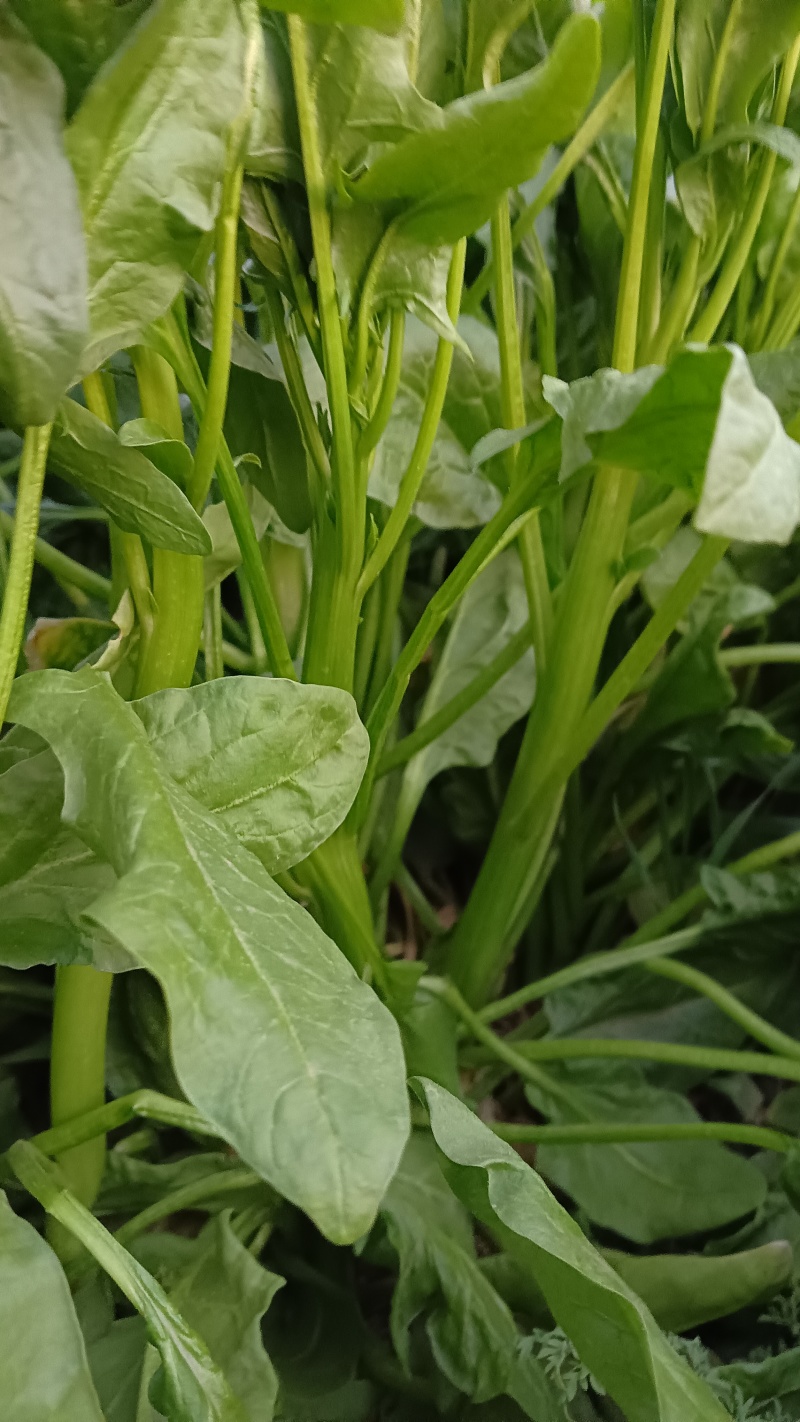 大叶青菜