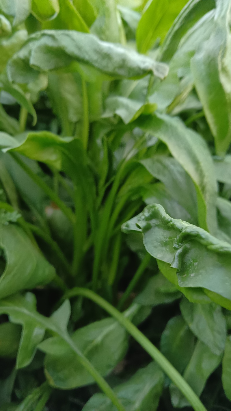 大叶青菜