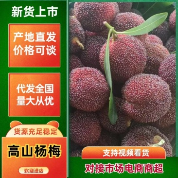 精品杨梅大量供应产地直发品质保证量大从优