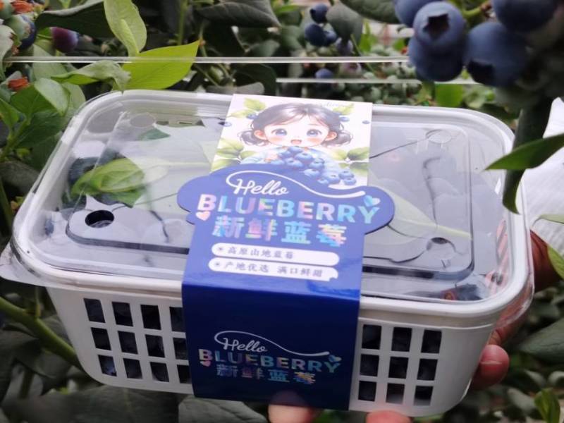 云南抚仙湖蓝莓L25.脆甜爽口