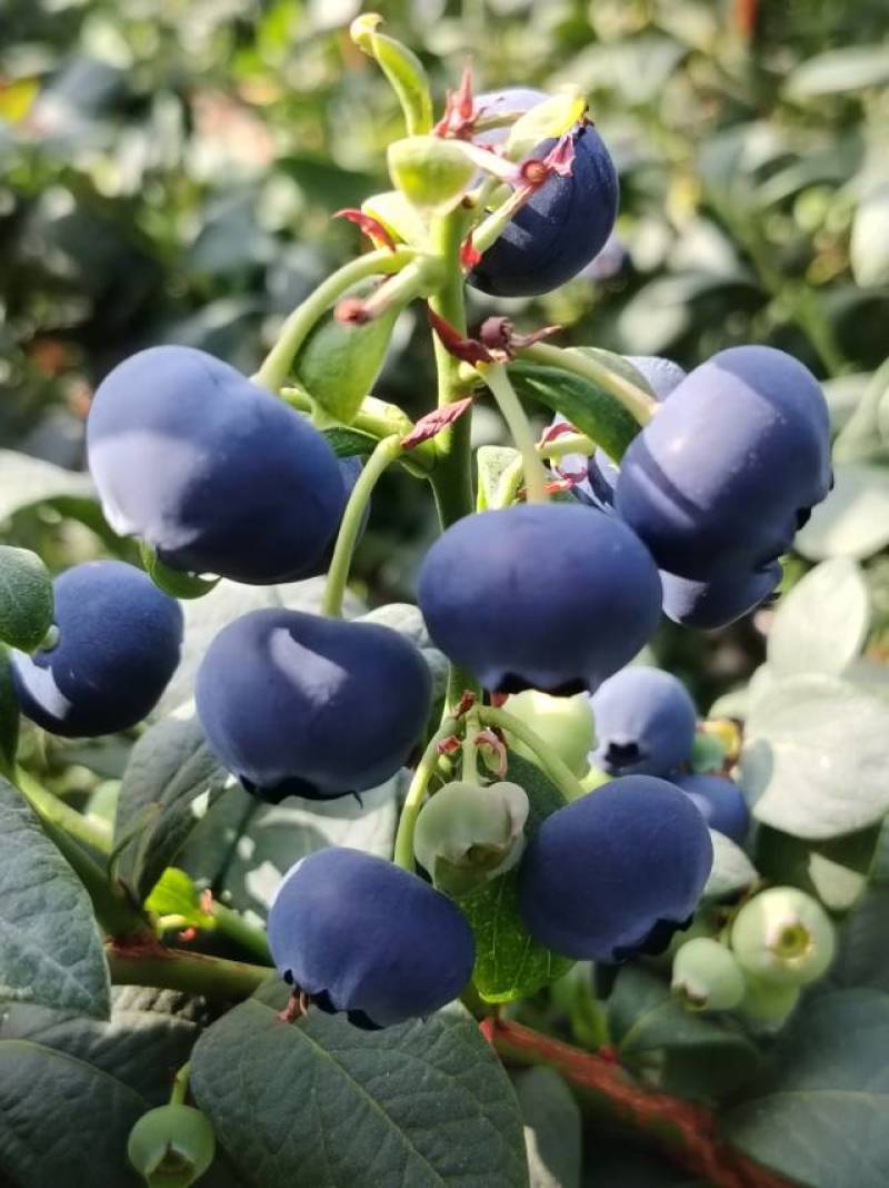 云南抚仙湖蓝莓L25.脆甜爽口
