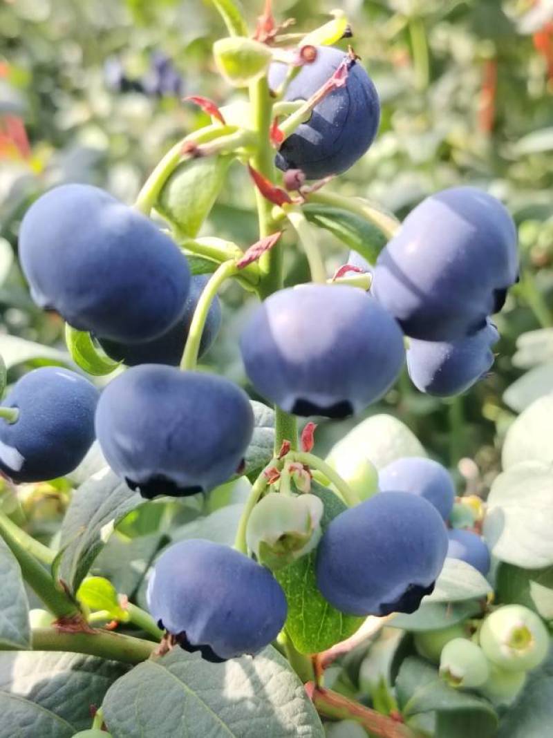 云南抚仙湖蓝莓L25.脆甜爽口