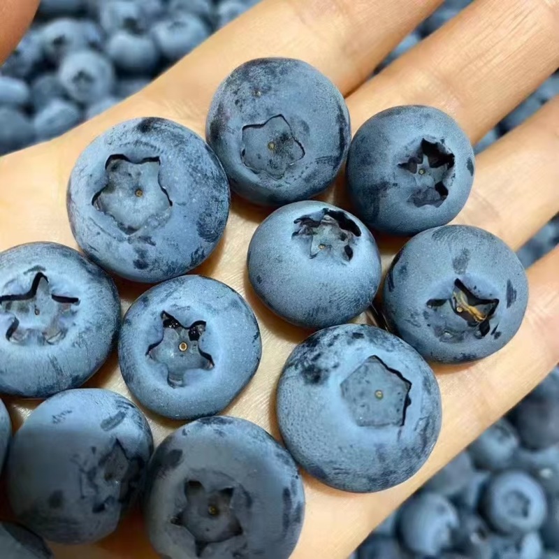 云南抚仙湖蓝莓L25.脆甜爽口
