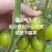 大红番茄苗草莓西红柿大粉西红柿釜山88青甜2号