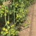 大红番茄苗草莓西红柿大粉西红柿釜山88青甜2号