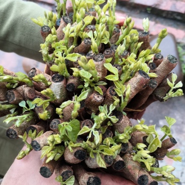 广西桂林阳朔葛根苗，粉葛根苗包邮免运费发货