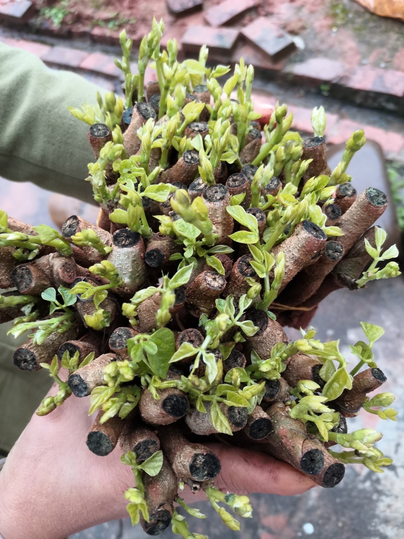 广西桂林阳朔葛根苗，粉葛根苗包邮免运费发货