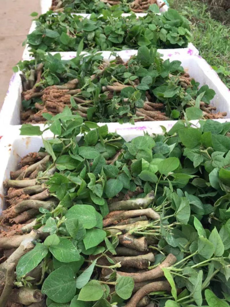 广西桂林阳朔葛根苗，粉葛根苗包邮免运费发货
