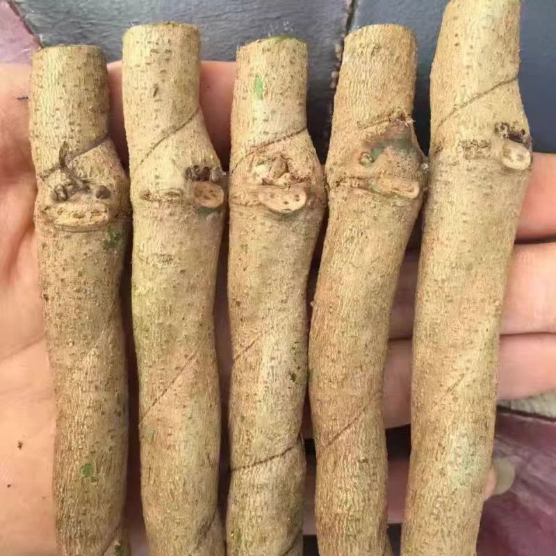 广西桂林阳朔葛根苗，粉葛根苗包邮免运费发货