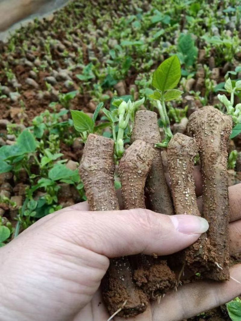 广西桂林阳朔葛根苗，粉葛根苗包邮免运费发货