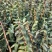 2025种植季节露天铁皮石斛苗可绑树仿野种植正在大量拔