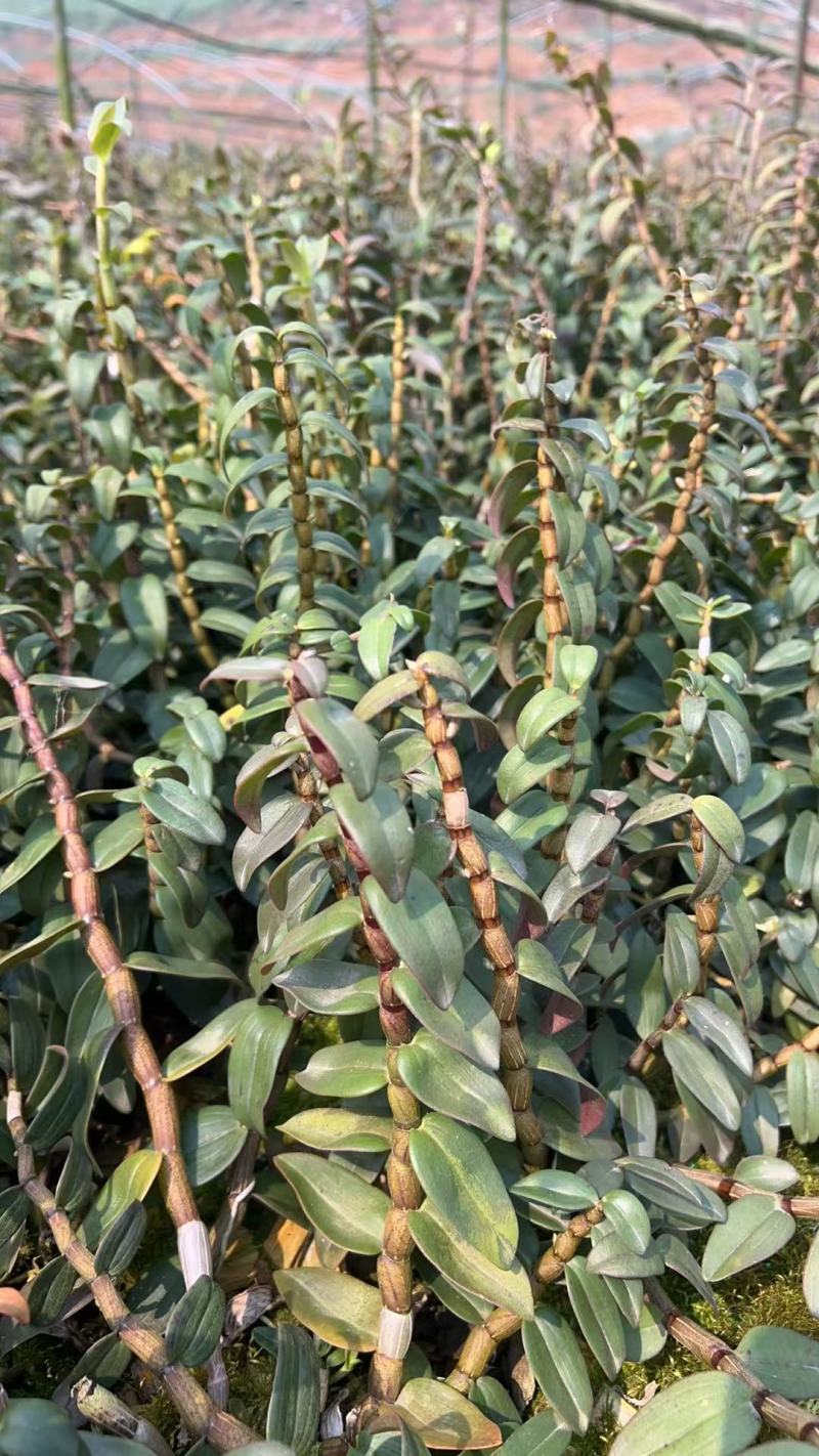 2025种植季节露天铁皮石斛苗可绑树仿野种植正在大量拔