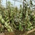 2025种植季节露天铁皮石斛苗可绑树仿野种植正在大量拔
