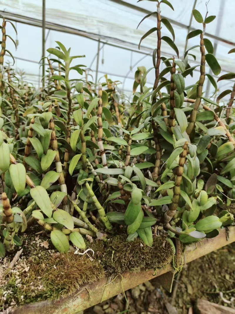 2025种植季节露天铁皮石斛苗可绑树仿野种植正在大量拔