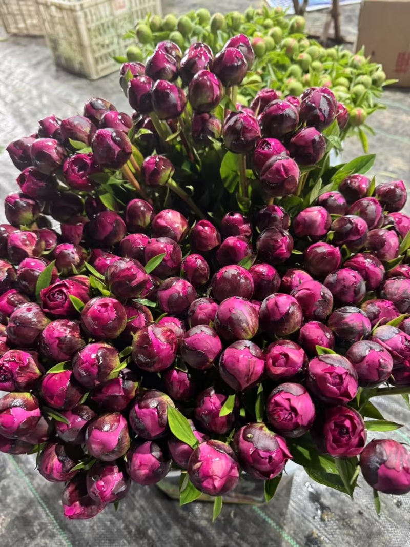 菏泽冷棚芍药鲜切花上市了，需要的老板们联系